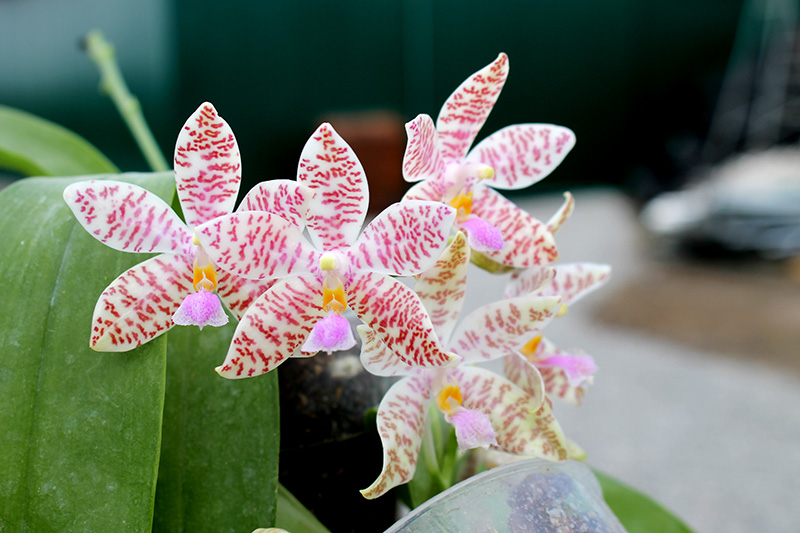 Phalaenopsis hieroglyphica.jpg