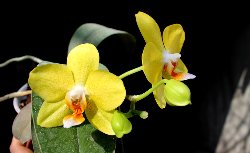 Phalaenopsis (Haur Jin diamond-Sogo Manager)'#1' x Yaphon Goldnight '#3'.jpg