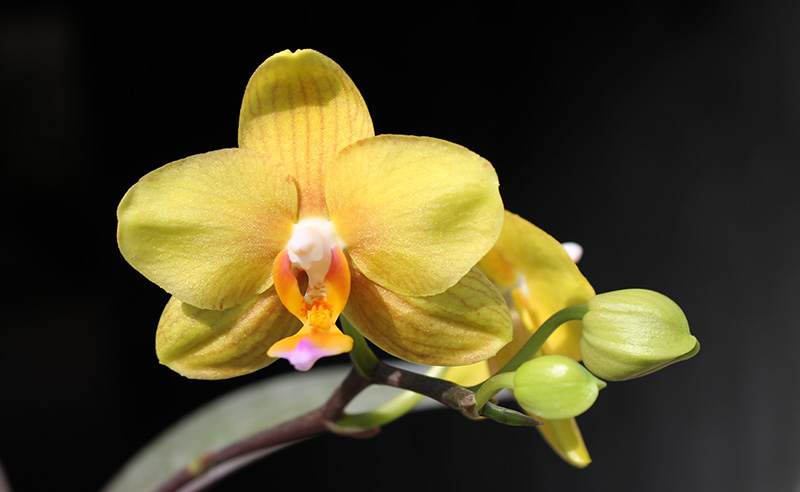 Phalaenopsis (Haur Jin diamond-Sogo Manager)'#1' x Yaphon Goldnight '#3'.jpg