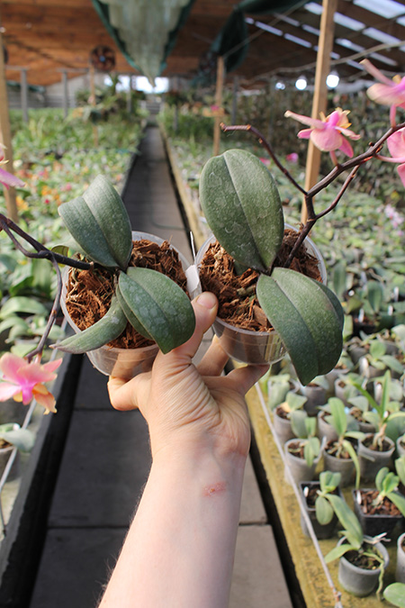 Phalaenopsis (Jiaho's Orange x schilleriana ) 'KF'.jpg