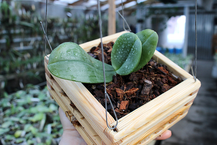 Phalaenopsis gigantea alba 'Ta Wei'.jpg