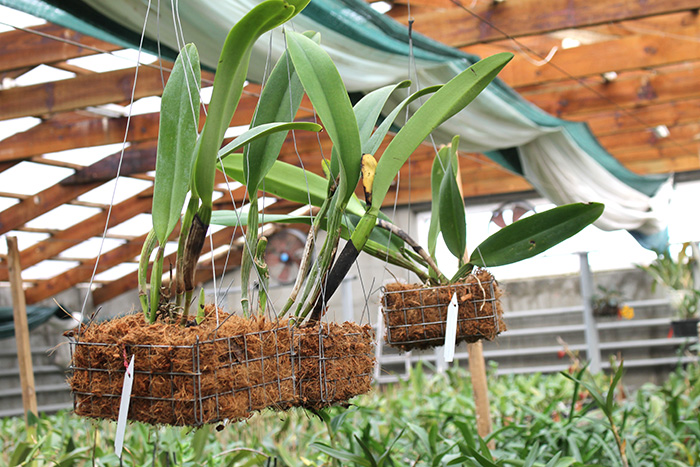 cattleya dowiana.jpg