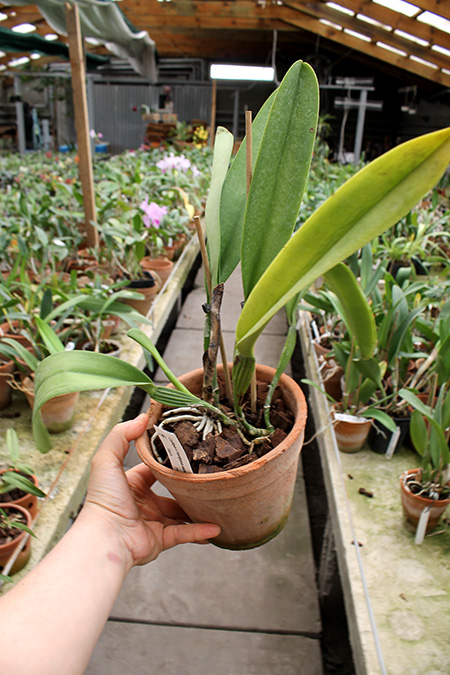 Cattleya x Hardyana semialba.jpg