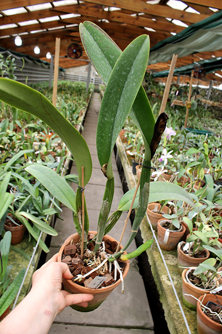 Cattleya Maggie Raphael purple (dowiana x trianae).jpg