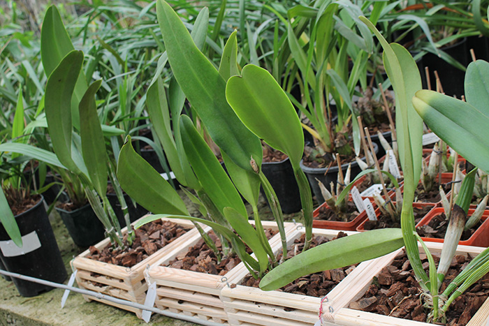Cattleya Eva's Fabula Gloriosa (dowiana x gaskelliana).jpg