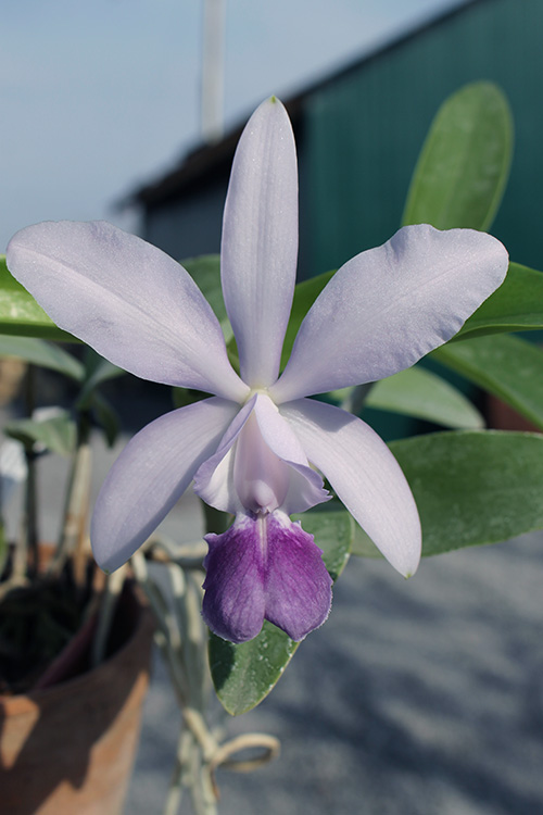 Cattleya Walkerinter coerulea.jpg