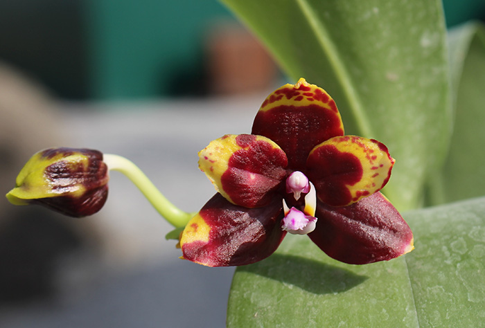 Phalaenopsis Hawaii Dragon Girl x Lioulin Goldfinch.jpg