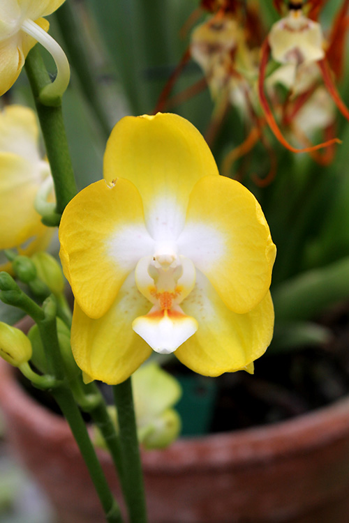 Phalaenopsis Sogo Shito.jpg