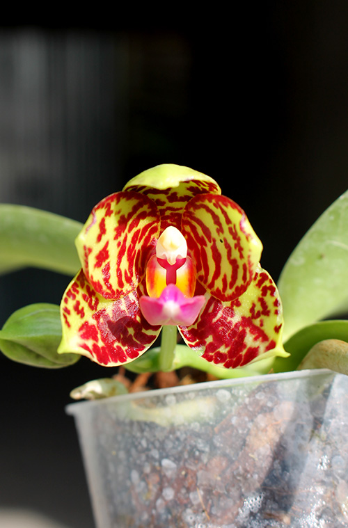 Phalaenopsis Sogo Pony x (Hymen x Sogo Kaiulani).jpg