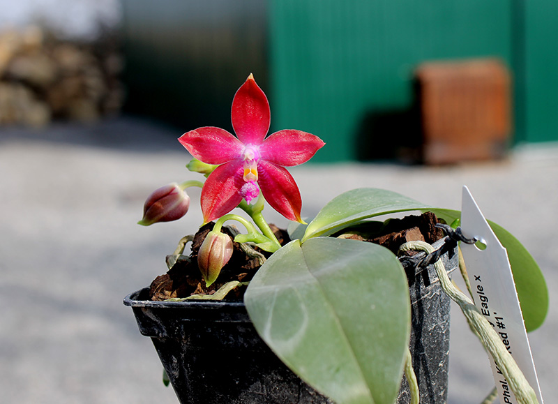 Phalaenopsis KS Happy Eagle x tetraspis 'Red #1'.jpg