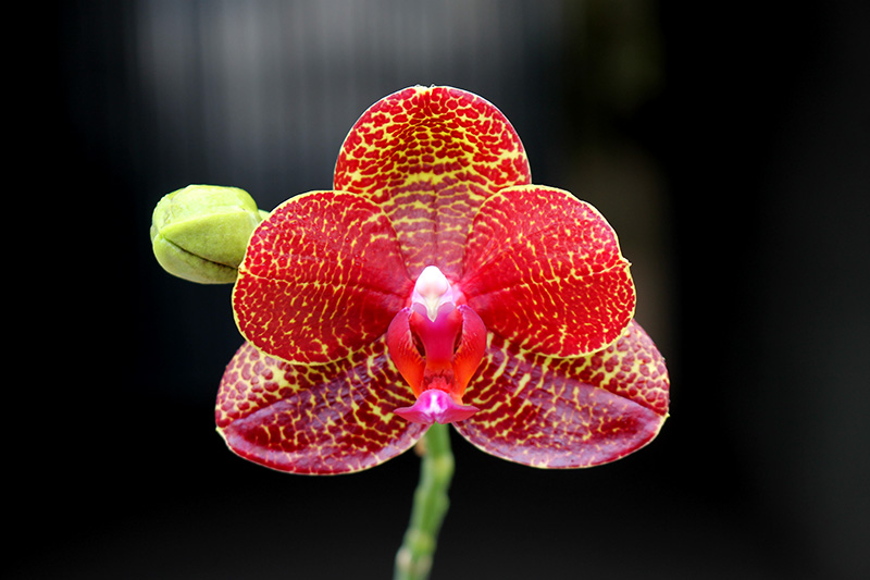 Phalaenopsis (Mituo Sun x Ching Her Buddha) x Mituo Sun.jpg