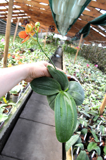 Phalaenopsis (Mituo Sun x Ching Her Buddha) x Mituo Sun.jpg