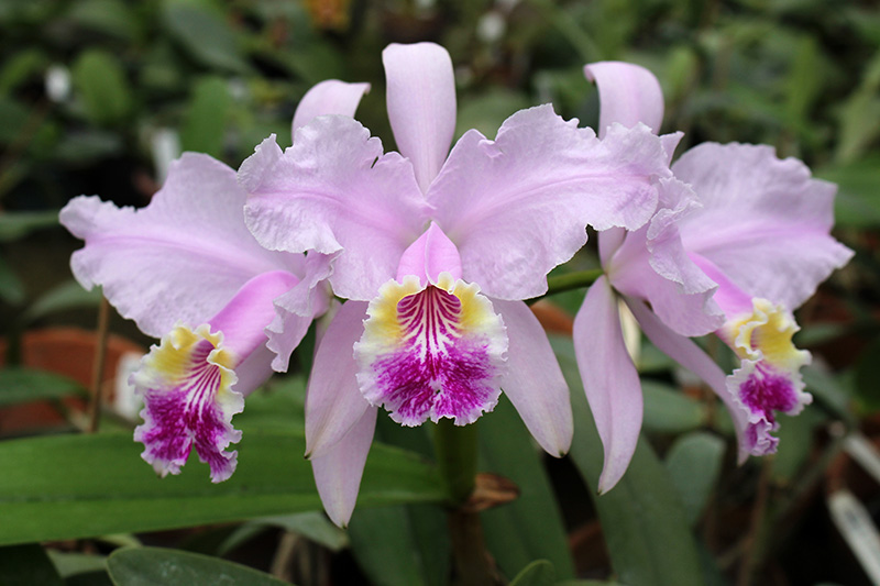 Cattleya lueddemanniana alba 'OMG' x Cattleya lueddemanniana coerulea 'Siquesique'.jpg