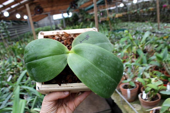 Phalaenopsis gigantea x Mituo Coral Mambonosa.jpg