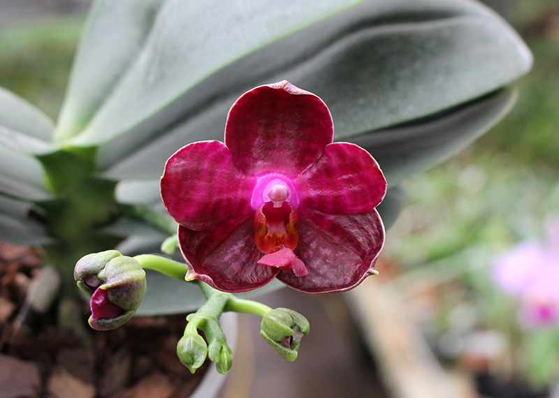 Phalaenopsis I-Hsin 'Spot Eagle'.jpg
