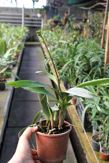 Epidendrum floribundum.jpg