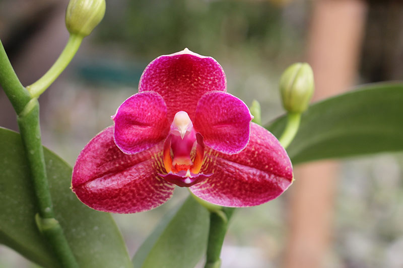 Phalaenopsis (Mituo Sun x Ching Her Buddha) x Mituo Sun.jpg