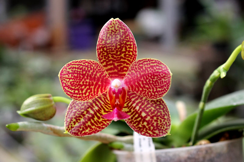 Phalaenopsis Yaphon Sir x Mituo Sun.jpg