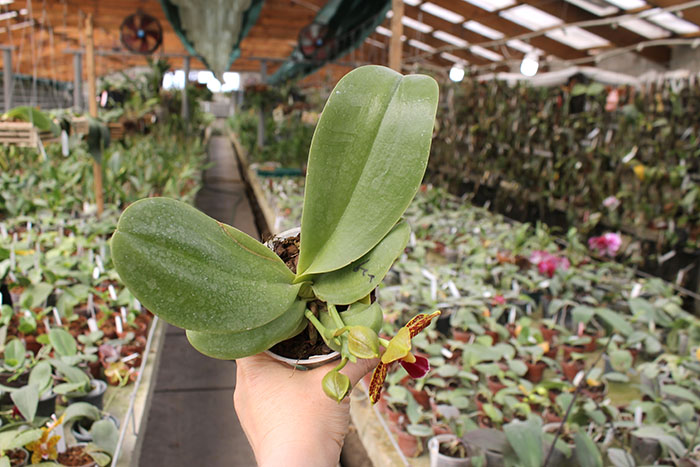 Phalaenopsis Sogo Pony x (Hymen x Sogo Kaiulani).jpg