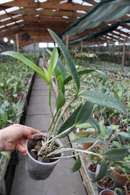 Cattleya porphyroglossa.jpg
