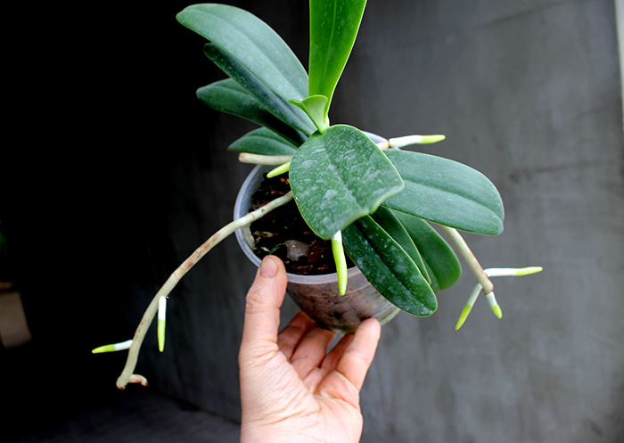 Sedirea japonica x Vandopsis parishii.jpg