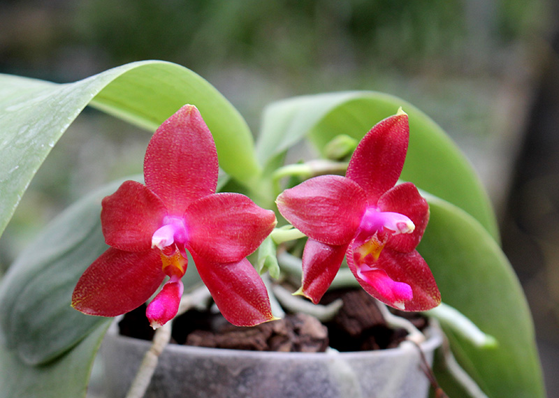Phalaenopsis Princess Kaiulani x Coral Isles 'Yungho'.jpg