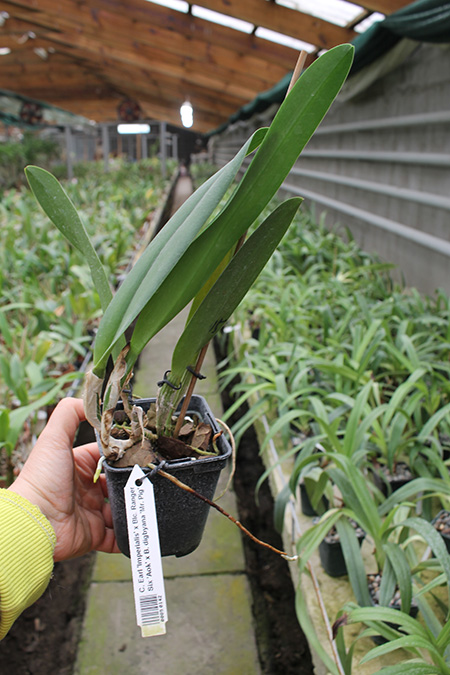 Cattleya Earl 'Imperialis' x Brassolaeliocattleya Ranger Six 'Aok' x Brassavola digbyana 'Mr Pig'.jpg
