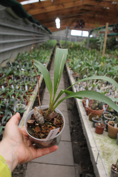 Mormodes vinaceum.jpg