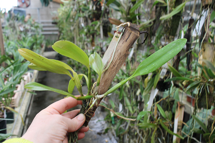 Laelia pumila 'Black Diamond x 'Kam' x Laelia pumila 'Gerson'.jpg