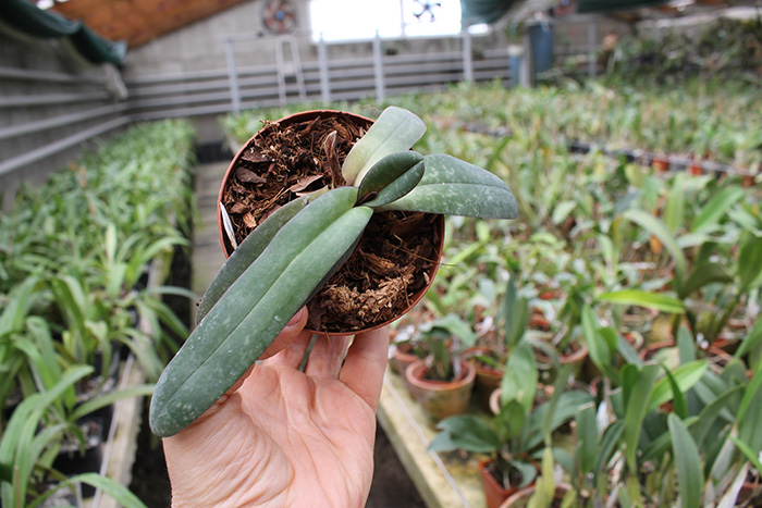 Paphiopedilum leucochilum.jpg