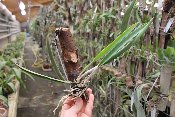 Brassavola Jiminy Cricket 'Superbug'.jpg