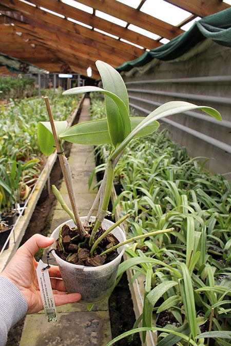 Cattleya Dominiana.jpg