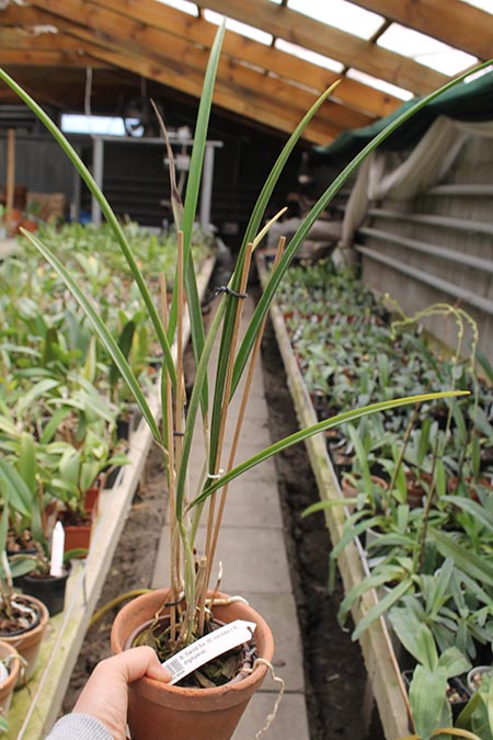 Brassavola David Sander.jpg