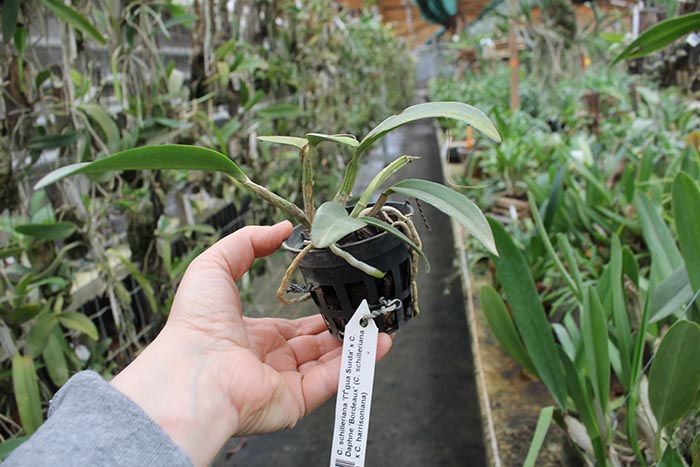Cattleya schilleriana 'Agua Surda' x Cattleya Daphne 'Bordeaux'.jpg