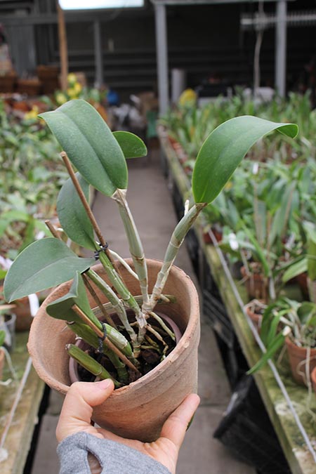 Brassocattleya Cynthia.jpg