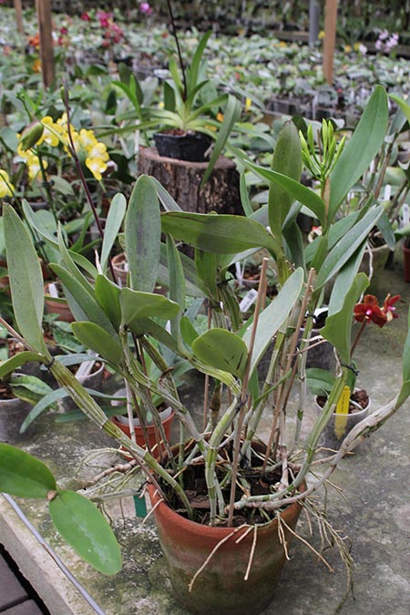 Cattleya skinneri albescens.jpg