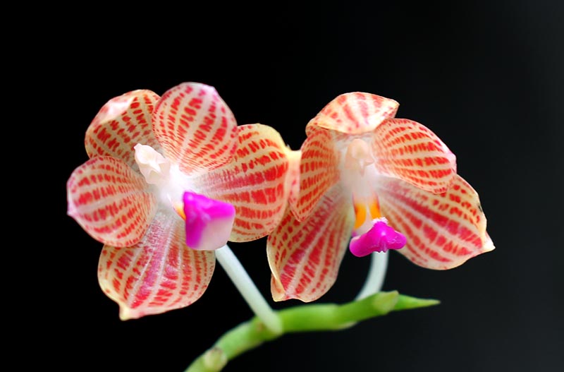 Phalaenopsis javanica.jpg