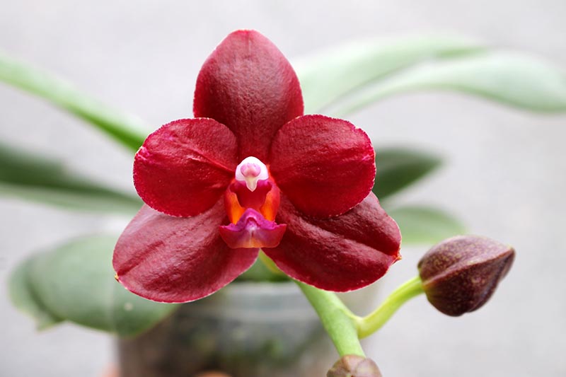 Phalaenopsis Yuda Red Blood x Chingruey's Fancy.jpg