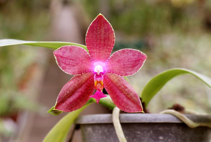 Phalaenopsis Ld's Bear King 'Red King' x Su-An Super Star.jpg