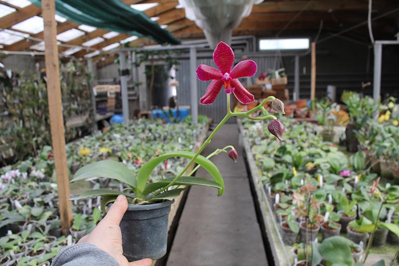 Phalaenopsis Yuda Red Blood x Chingruey's Fancy.jpg