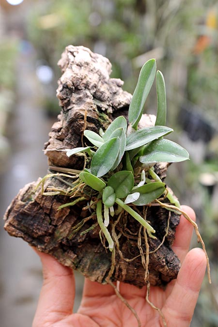 Sophronitis cernua var mineira.jpg