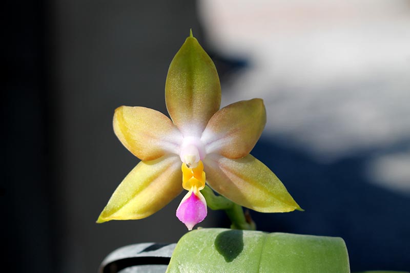 Phalaenopsis (Nobby's Green Eagle x DTE) x (violacea x Su-An Super Star).jpg
