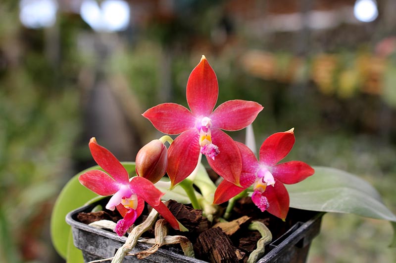 Phalaenopsis KS Happy Eagle x tetraspis 'Red #1'.jpg