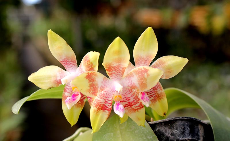 Phalaenopsis KS Happy Eagle x tetraspis 'Red #1'.jpg