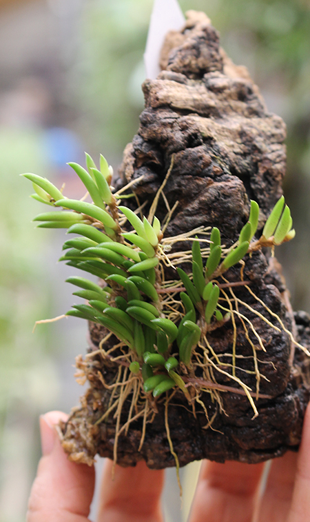 Pleurothallis leptotifolia.jpg