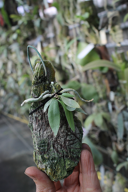 Phalaenopsis lobbii.jpg