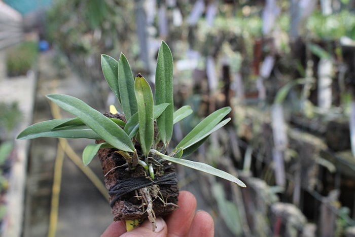 Sophronitis coccinea.jpg