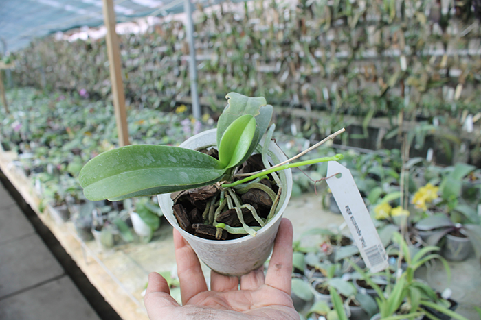 Phalaenopsis equestris alba.jpg