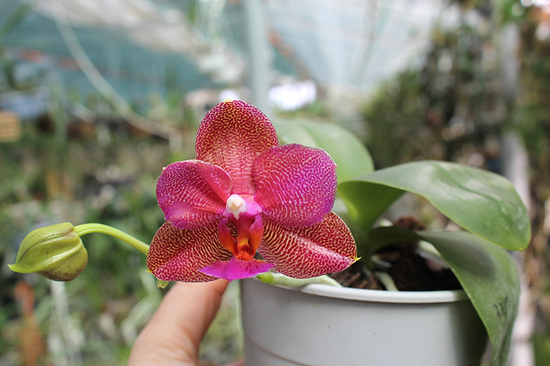 Phalaenopsis Mituo Sun 'Mituo #1' x Ld's Bear King 'YK-14'.jpg