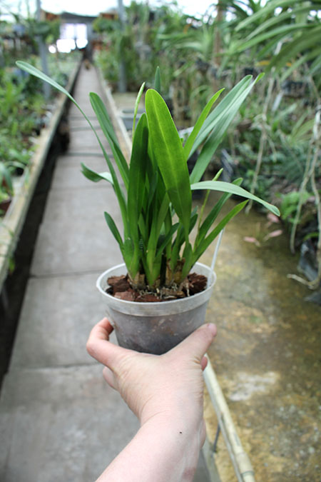 Oncidium vulcanicum.jpg